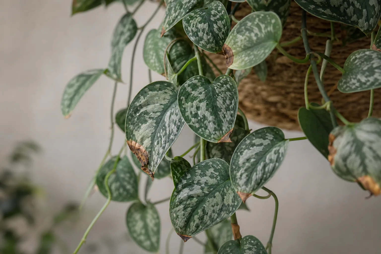 Brown Tips on Scindapsus Pictus - visible symptom on the plant