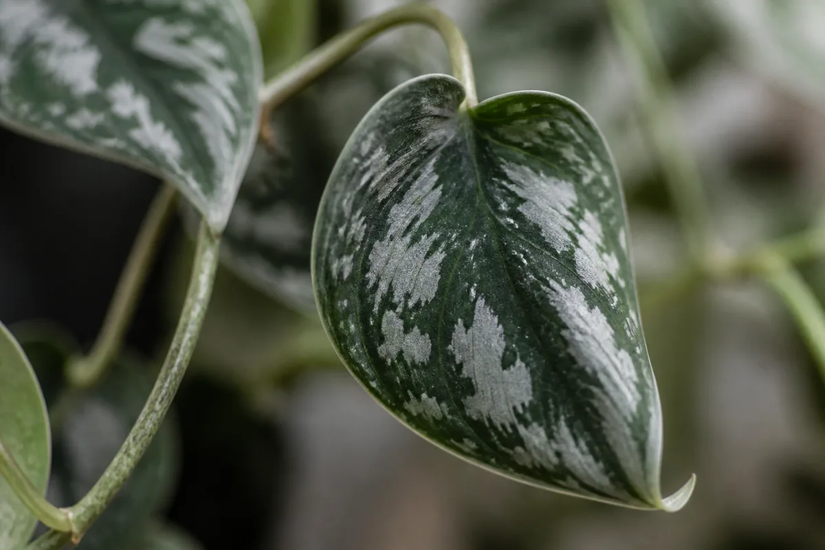 Close-up of Drooping Leaves on Scindapsus Pictus - diagnostic detail