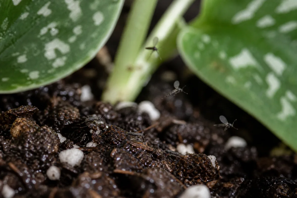 Close-up of Fungus Gnats on Scindapsus Pictus - diagnostic detail