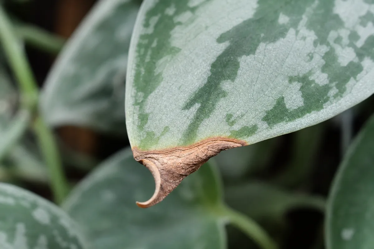 Close-up of Low Humidity on Scindapsus Pictus - diagnostic detail