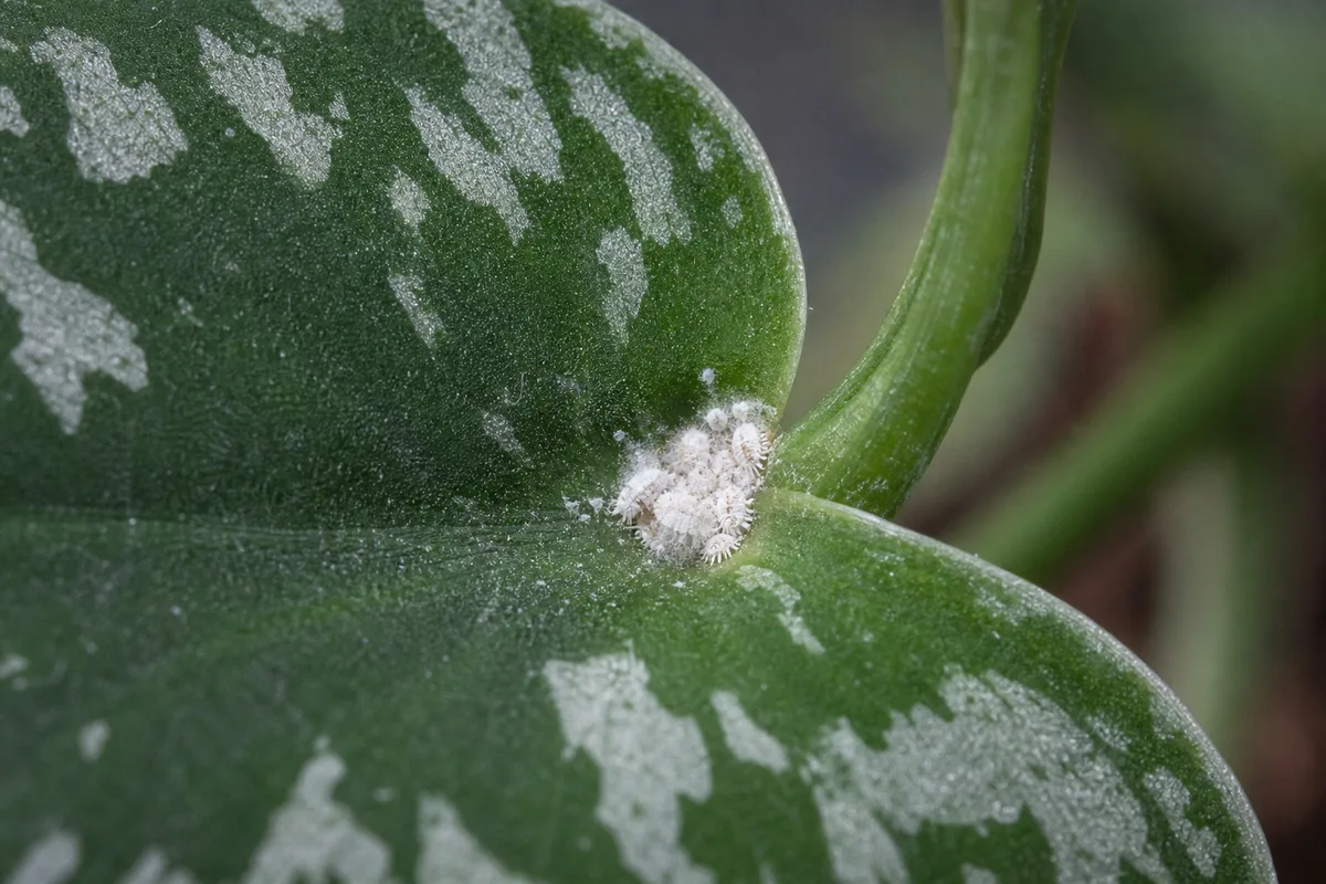 Close-up of Mealybugs on Scindapsus Pictus - diagnostic detail