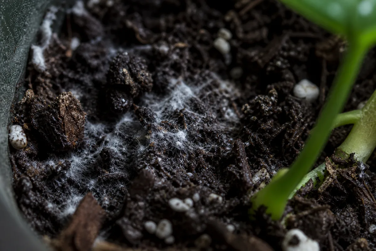 Close-up of Mold on Soil on Scindapsus Pictus - diagnostic detail