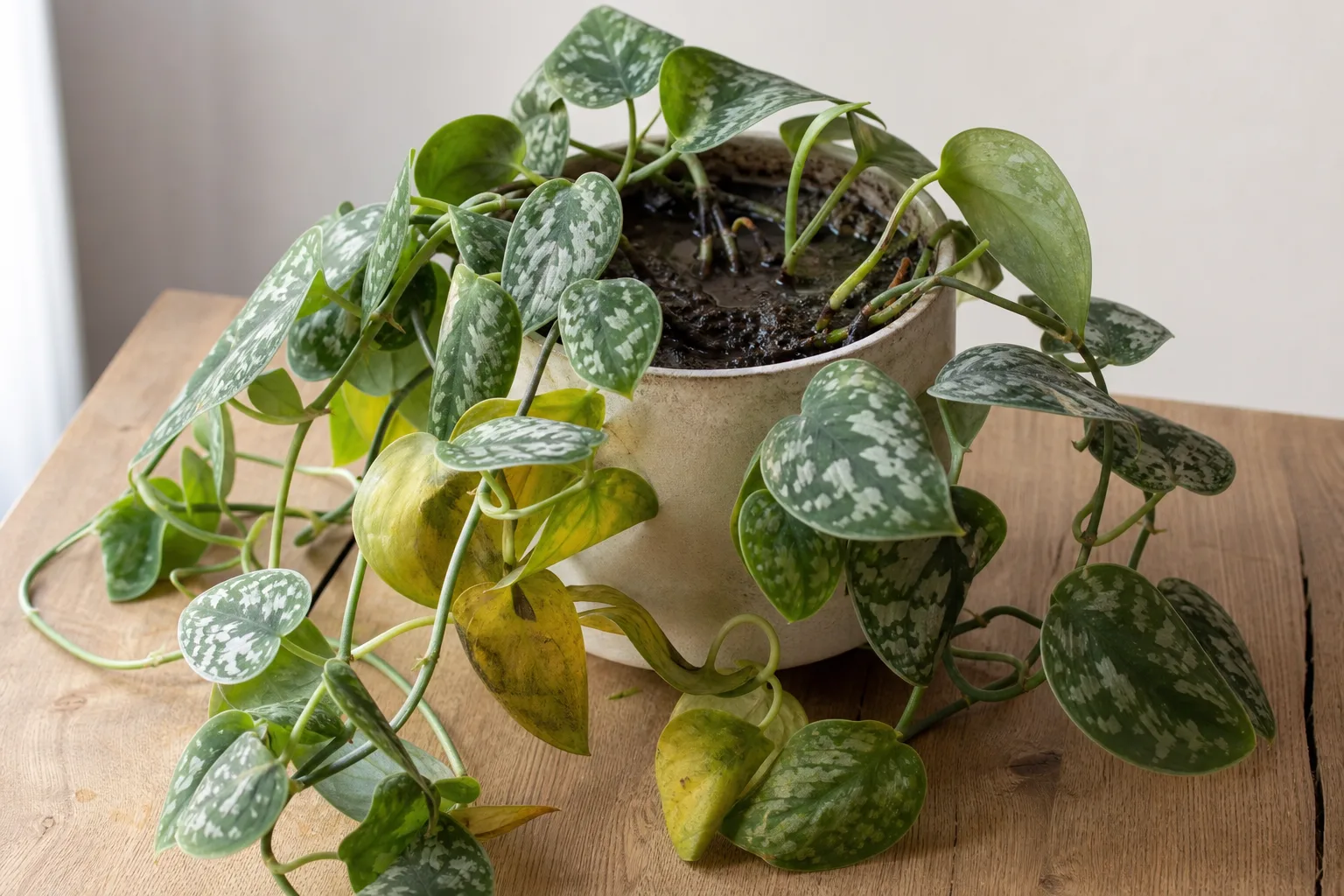 Scindapsus pictus satin pothos with limp cupped leaves on heavy wet soil from overwatering
