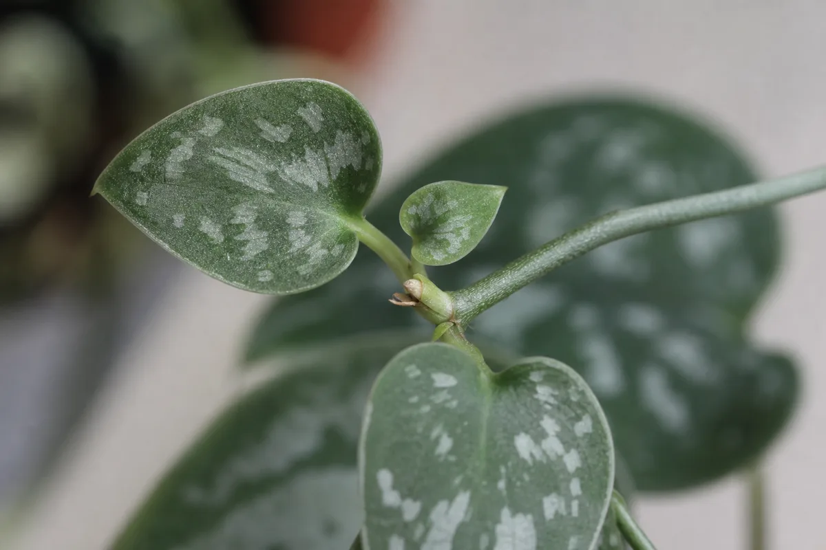 Close-up of Slow Growth on Scindapsus Pictus - diagnostic detail