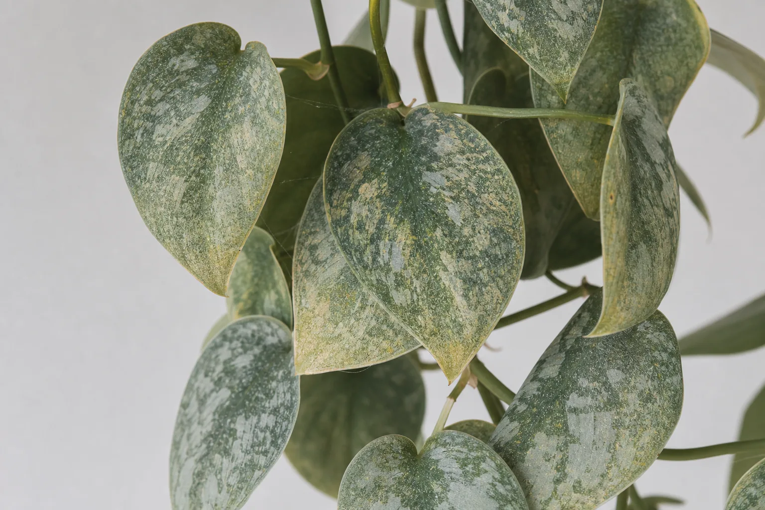 Scindapsus pictus satin pothos leaf undersides with spider mite stippling and fine webbing causing curl