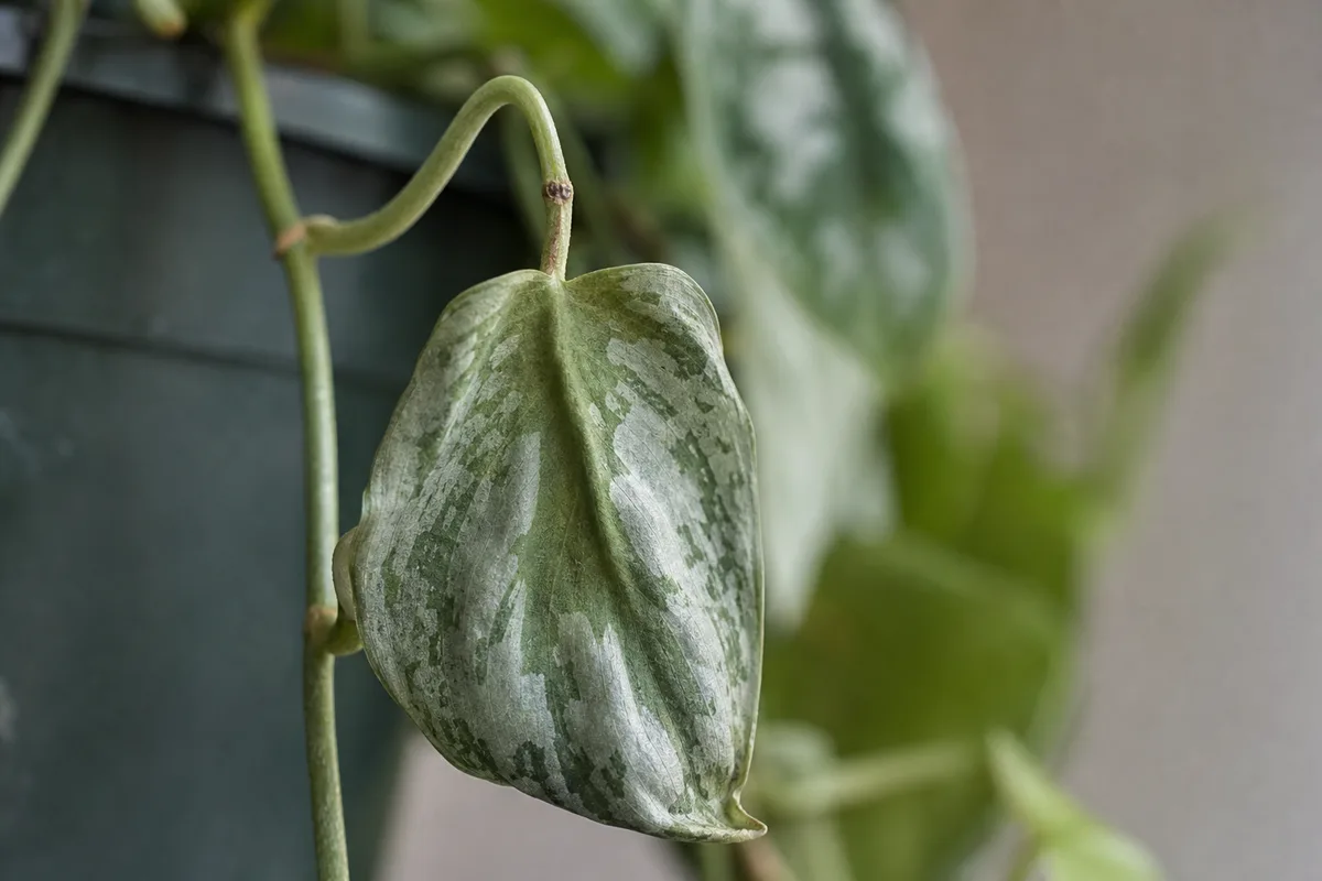 Close-up of Wilting on Scindapsus Pictus - diagnostic detail
