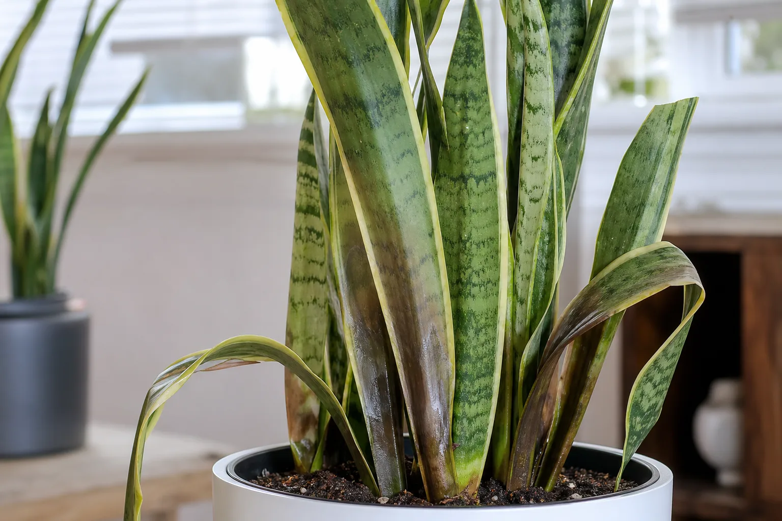 Cold Damage on Snake Plant - visible symptom on the plant