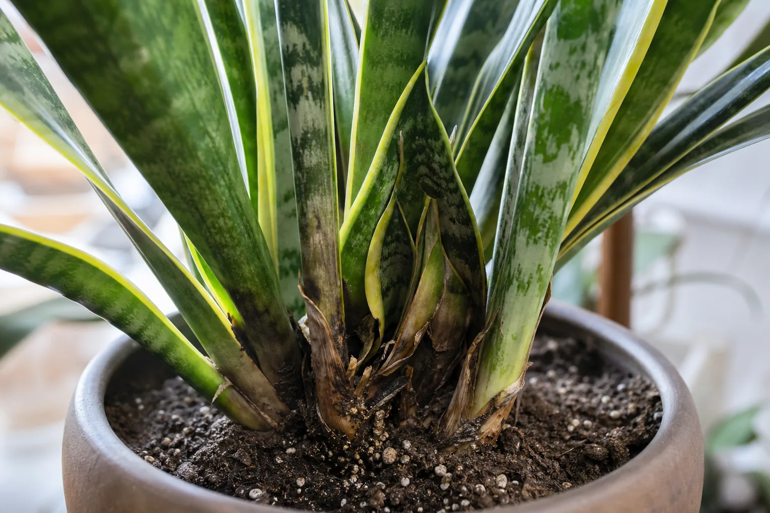 Crown Rot on Snake Plant - visible symptom on the plant