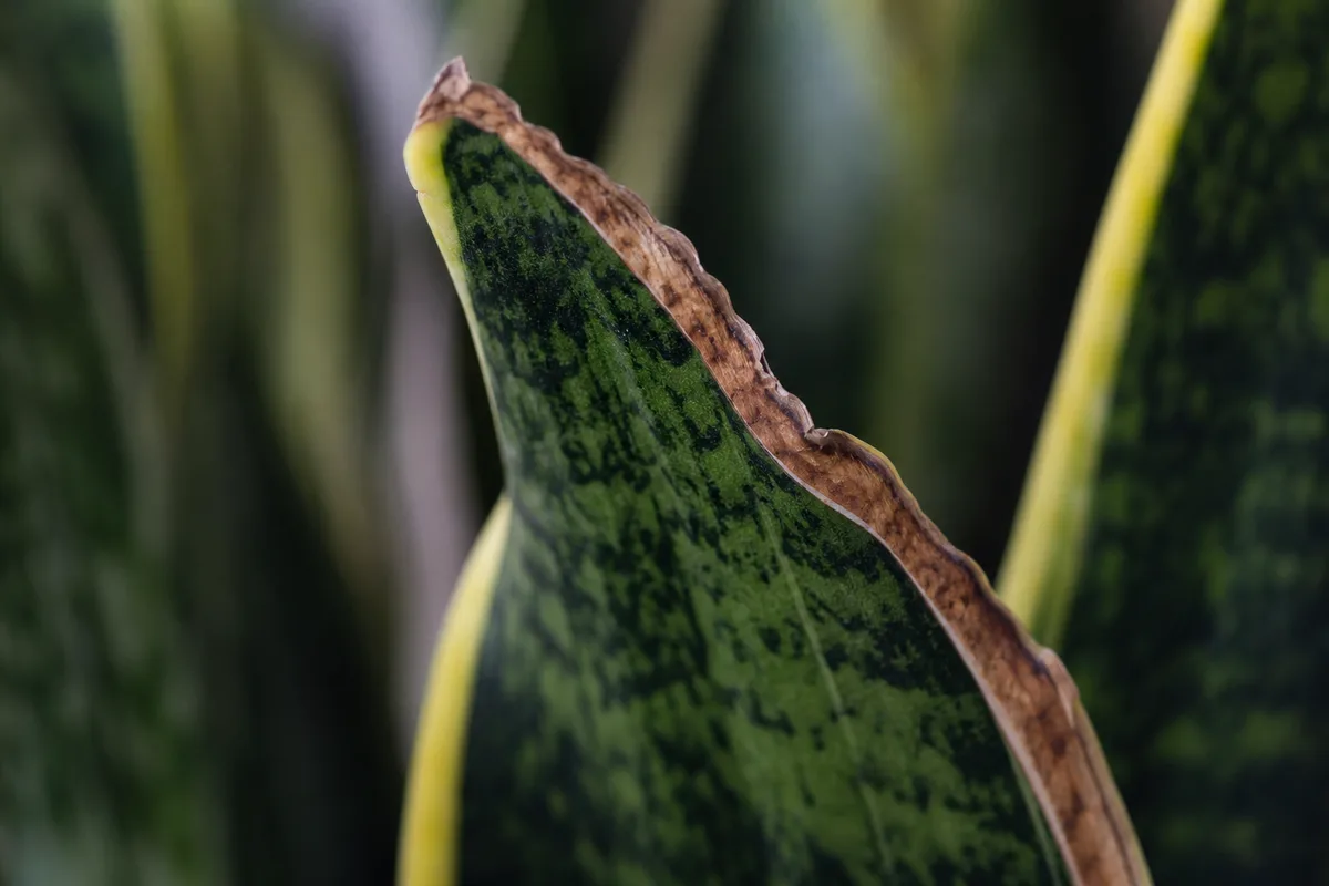 Close-up of Draft Stress on Snake Plant - diagnostic detail