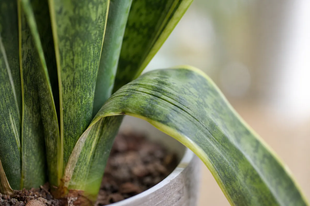 Close-up of Drooping Leaves on Snake Plant - diagnostic detail