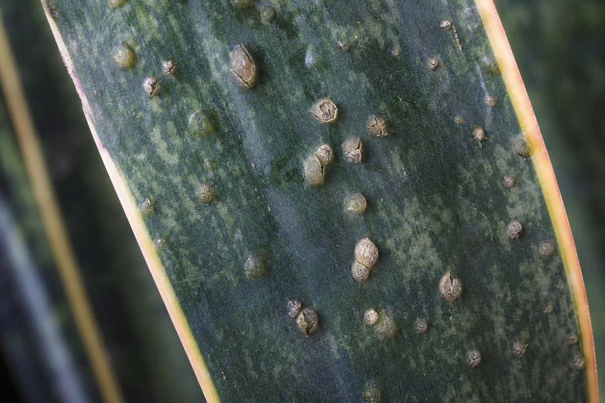 Close-up of Edema on Snake Plant - diagnostic detail