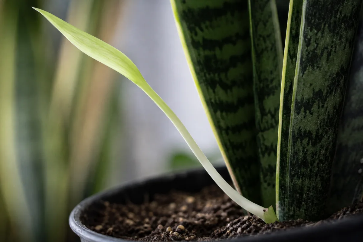 Close-up of Leggy Growth on Snake Plant - diagnostic detail
