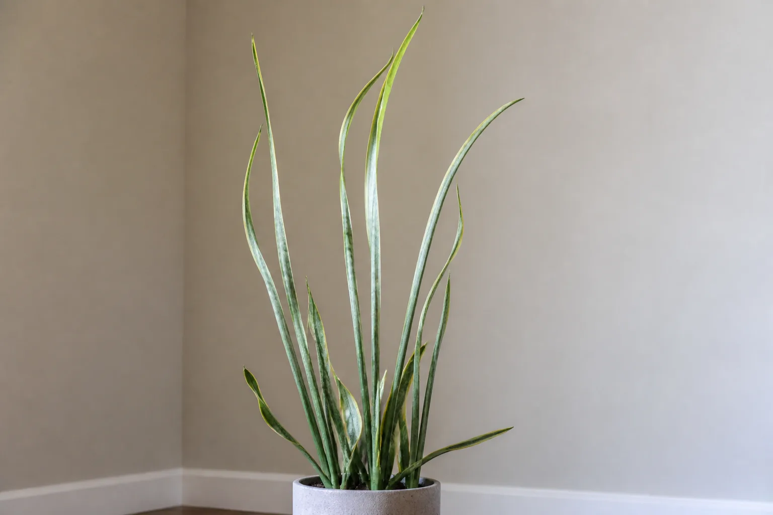 Leggy Growth on Snake Plant - visible symptom on the plant