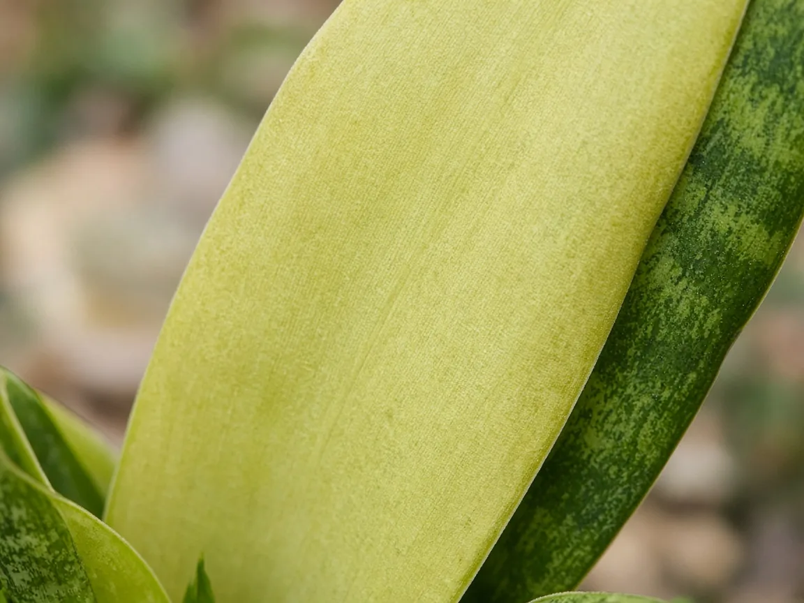 Close-up of nitrogen deficiency on Snake Plant - uniform pale yellow-green on oldest outer sword blade