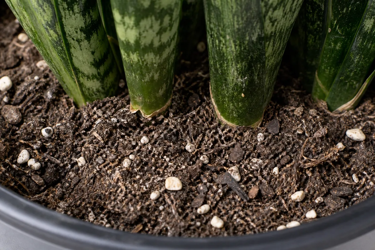 Close-up of No New Growth on Snake Plant - diagnostic detail