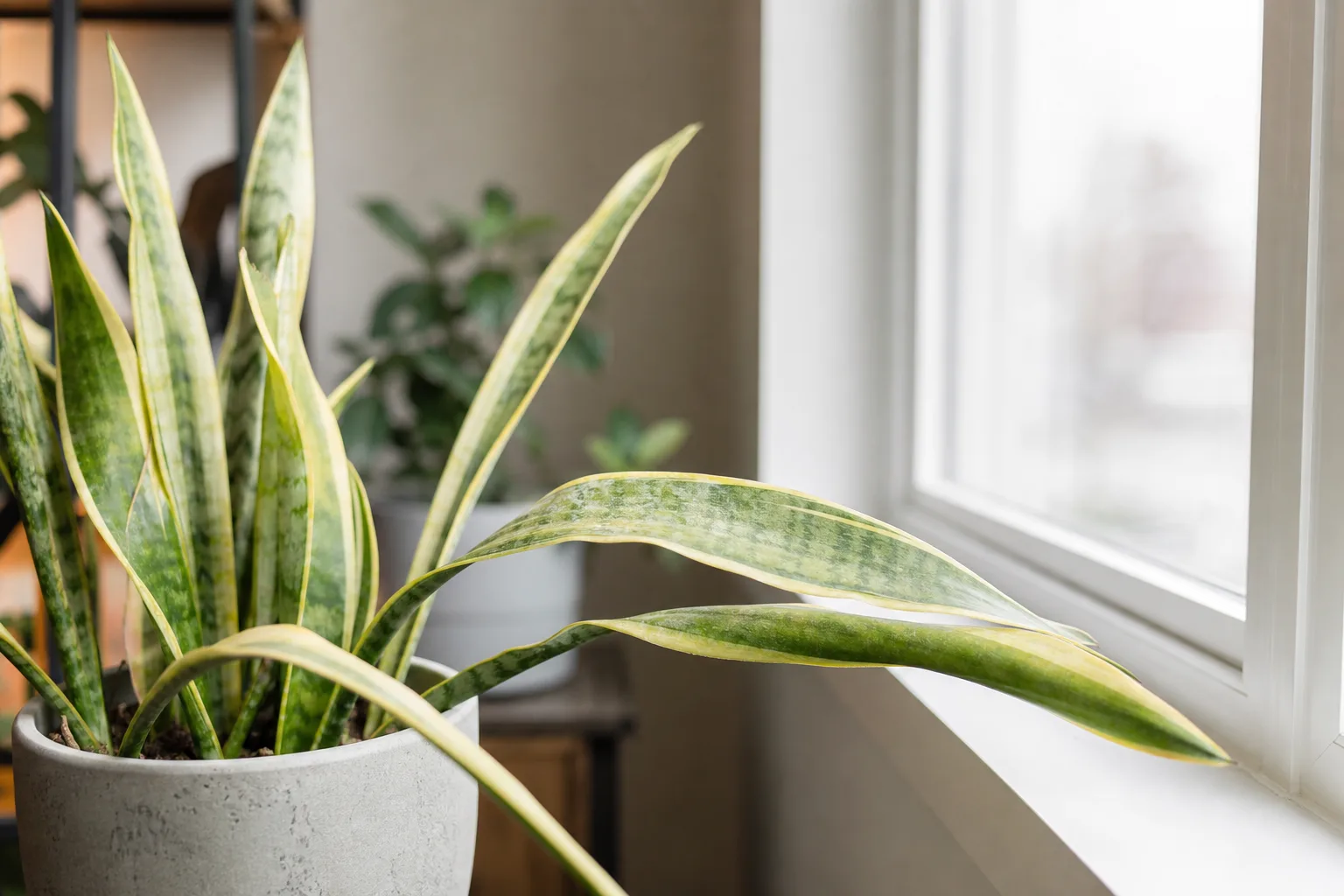 Not Enough Light on Snake Plant - visible symptom on the plant