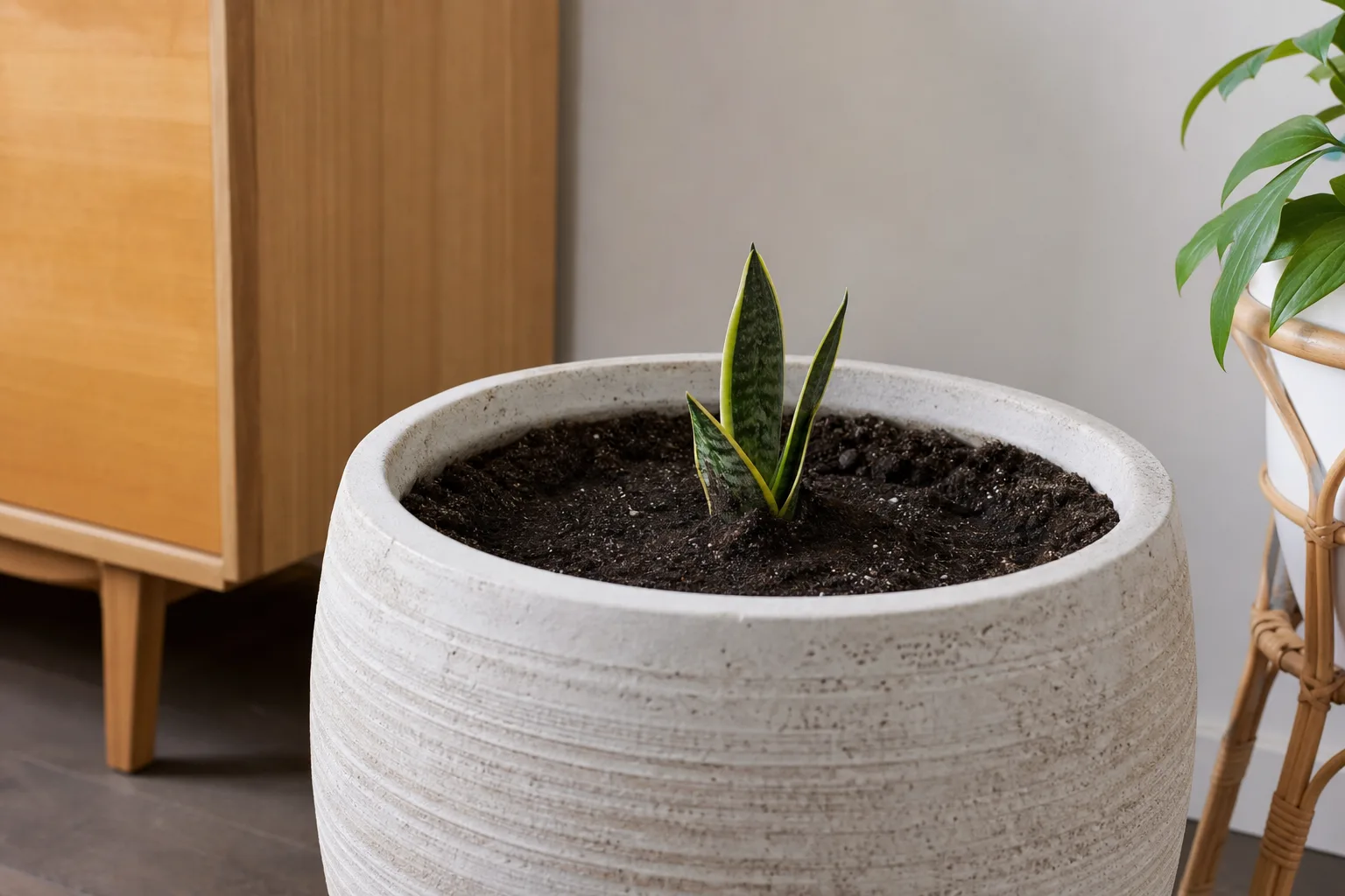 Pot Too Large on Snake Plant - visible symptom on the plant