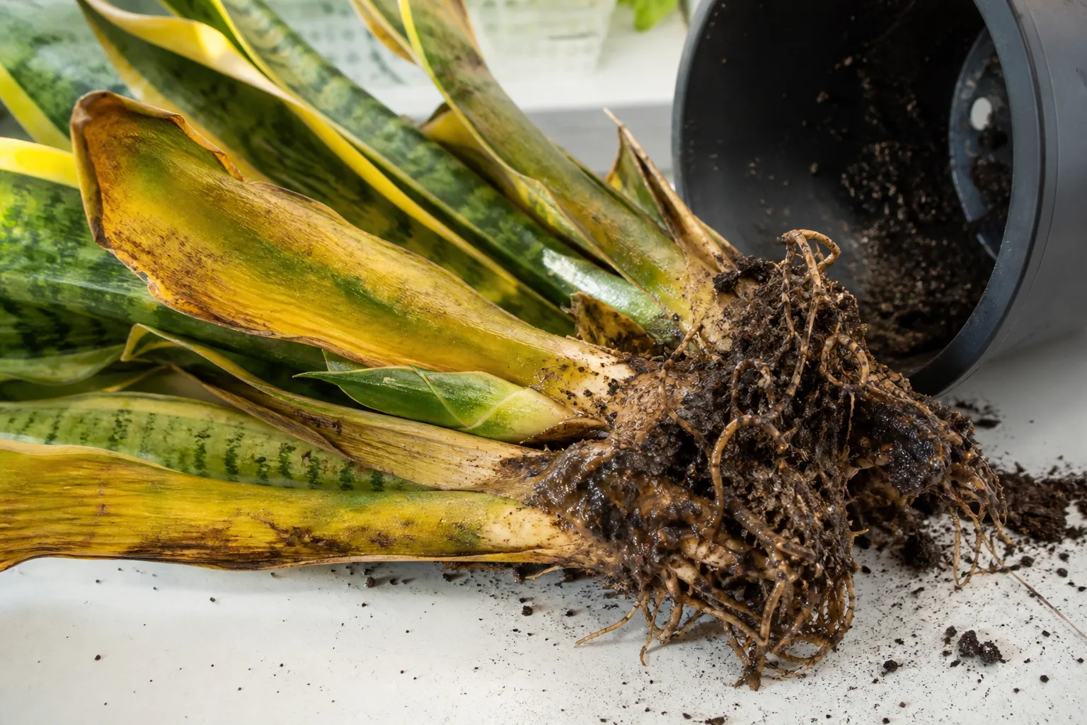Root Rot on Snake Plant - visible symptom on the plant