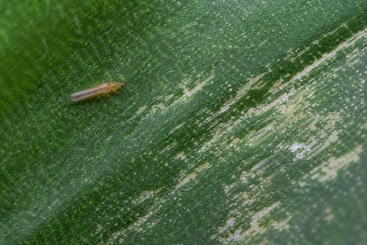 Close-up of Thrips on Snake Plant - diagnostic detail