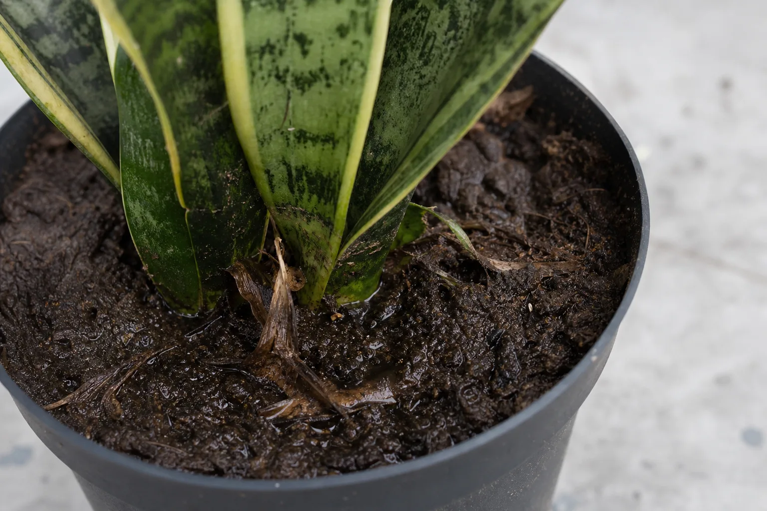 Wrong Soil Mix on Snake Plant - visible symptom on the plant