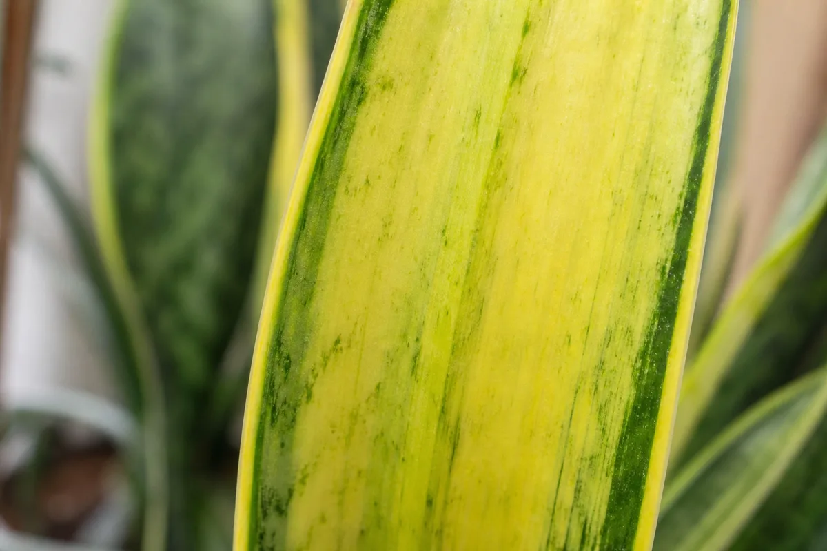 Close-up of Yellow Leaves on Snake Plant - diagnostic detail