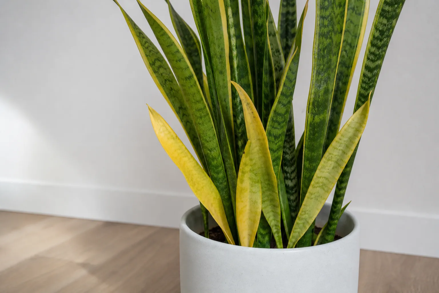 Yellow Leaves on Snake Plant - visible symptom on the plant