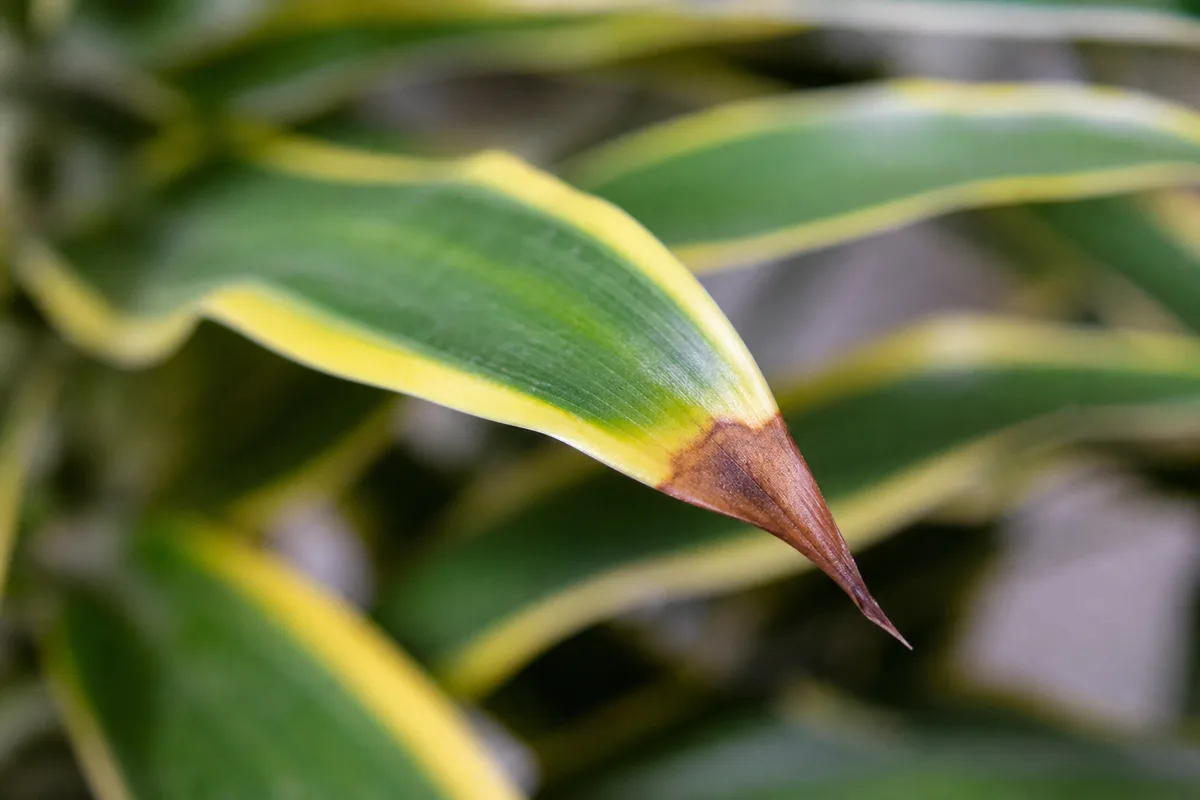 Close-up of Brown Tips on Song of India - diagnostic detail