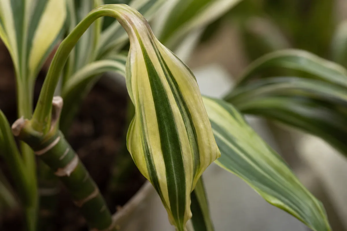 Close-up of Drooping Leaves on Song of India - diagnostic detail