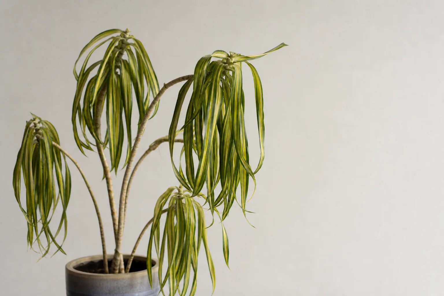 Drooping Leaves on Song of India - visible symptom on the plant