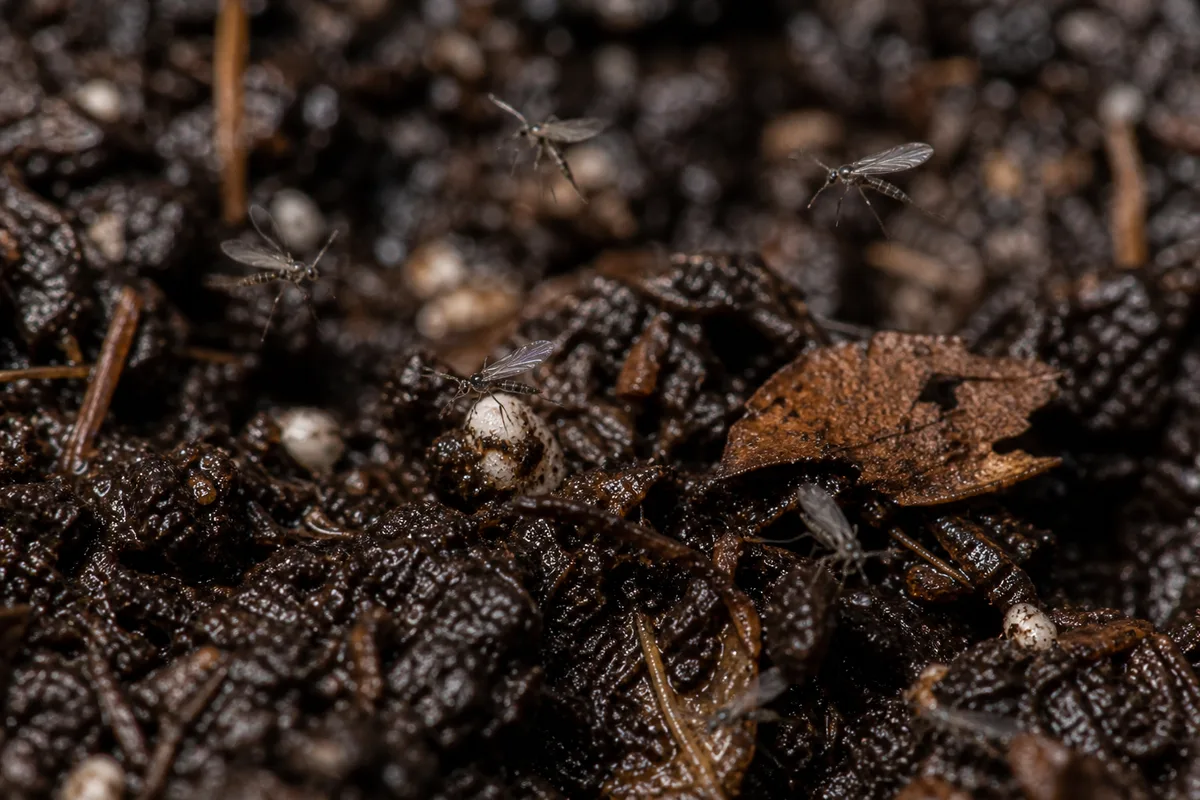 Close-up of Fungus Gnats on Song of India - diagnostic detail