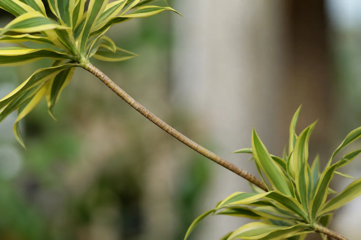Close-up of Leggy Growth on Song of India - diagnostic detail