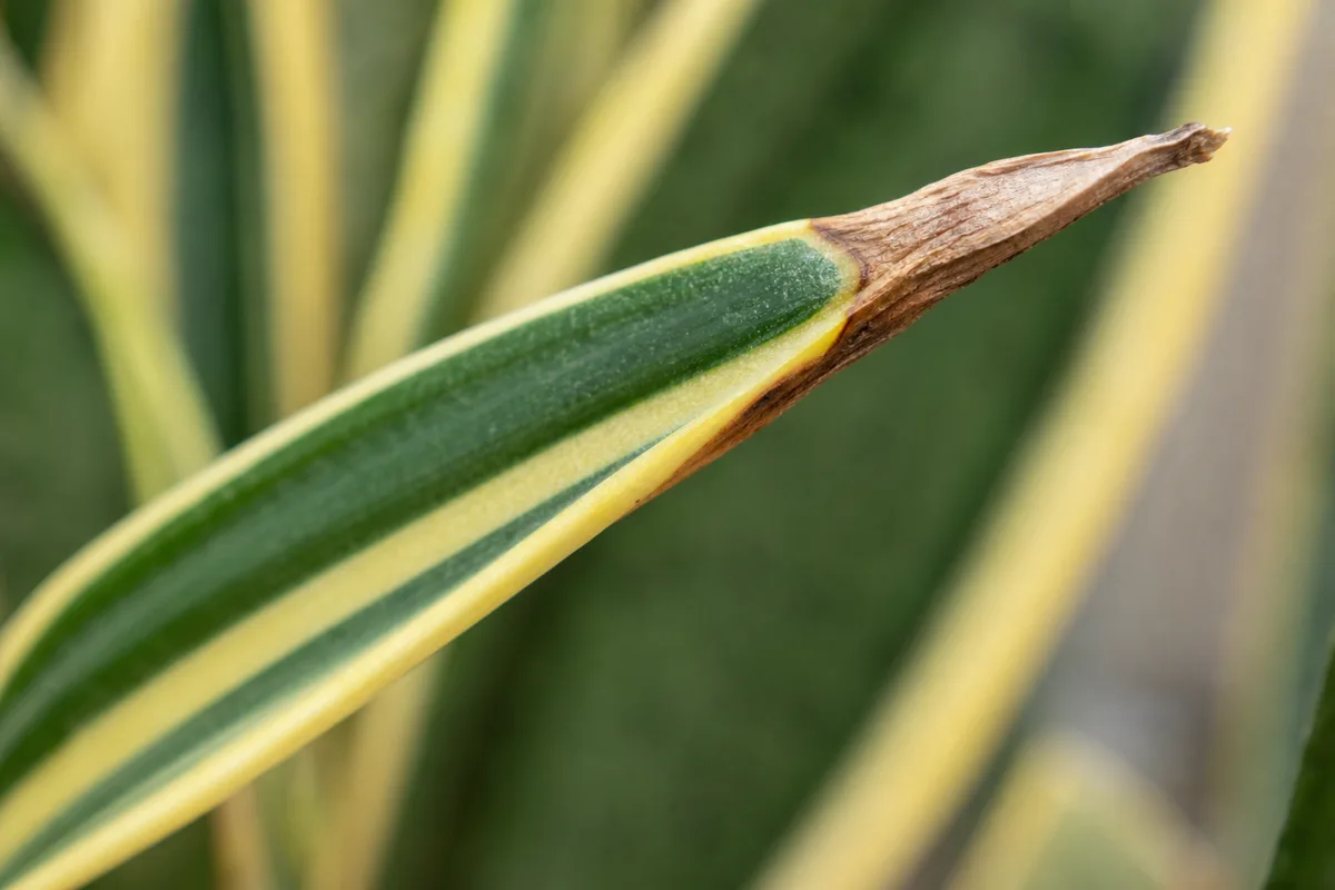 Close-up of Low Humidity on Song of India - diagnostic detail