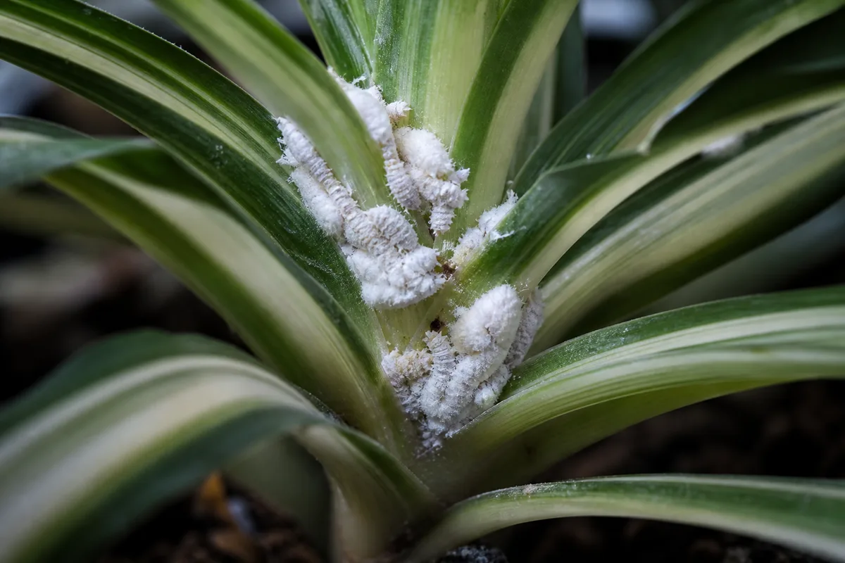 Close-up of Mealybugs on Song of India - diagnostic detail