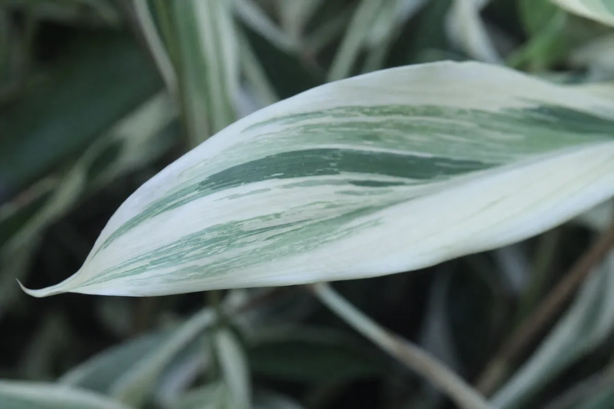 Close-up of Not Enough Light on Song of India - diagnostic detail