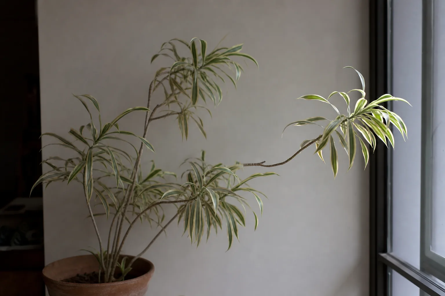 Not Enough Light on Song of India - visible symptom on the plant