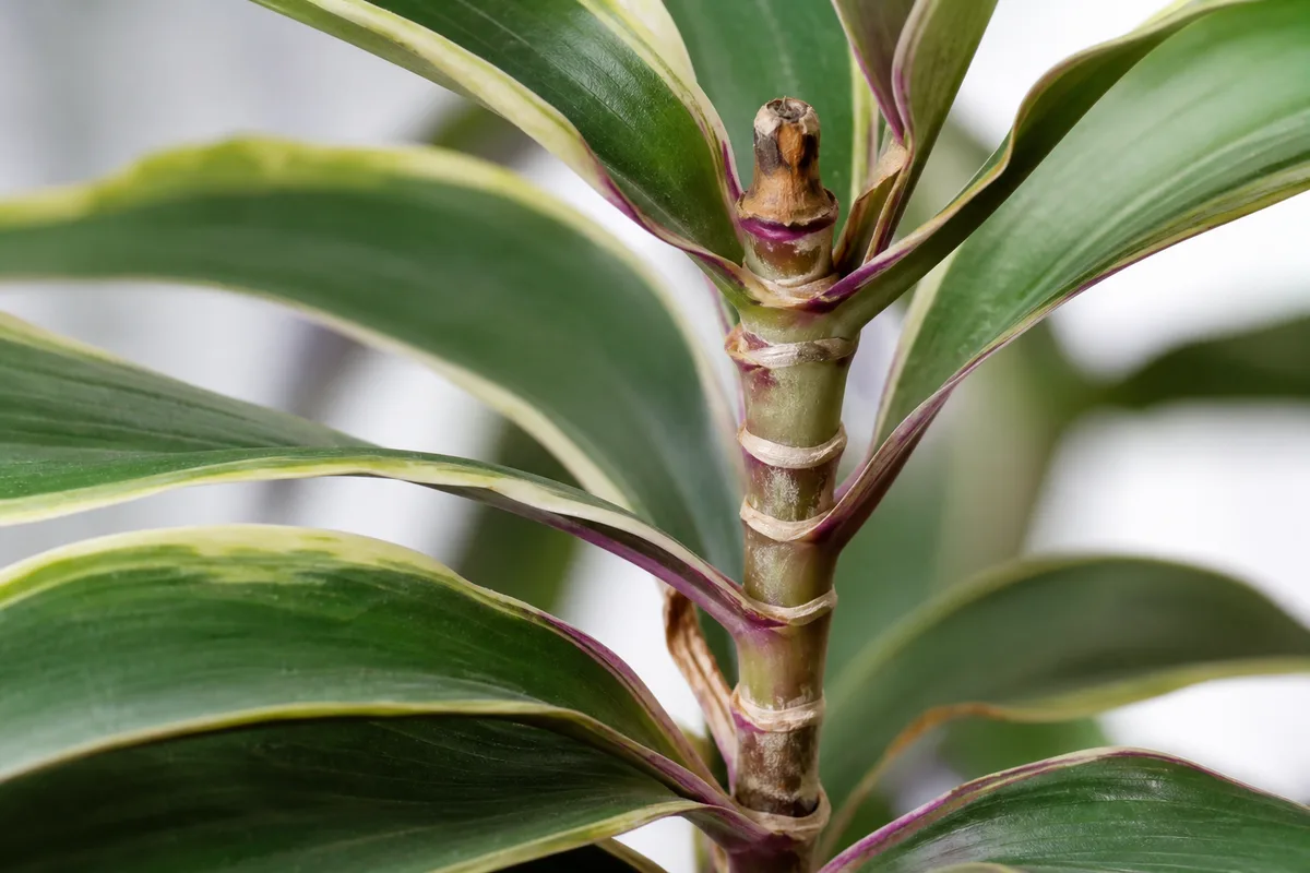 Close-up of Slow Growth on Song of India - diagnostic detail