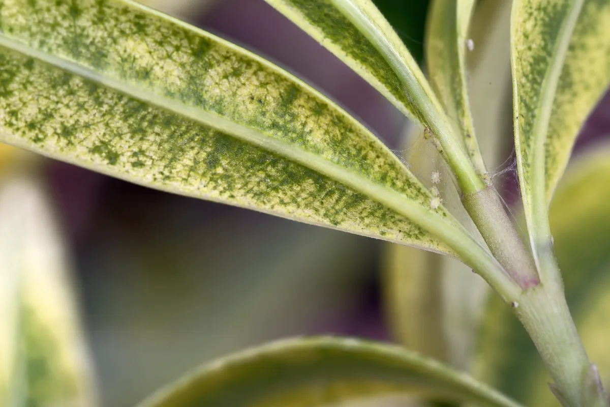 Close-up of Spider Mites on Song of India - diagnostic detail