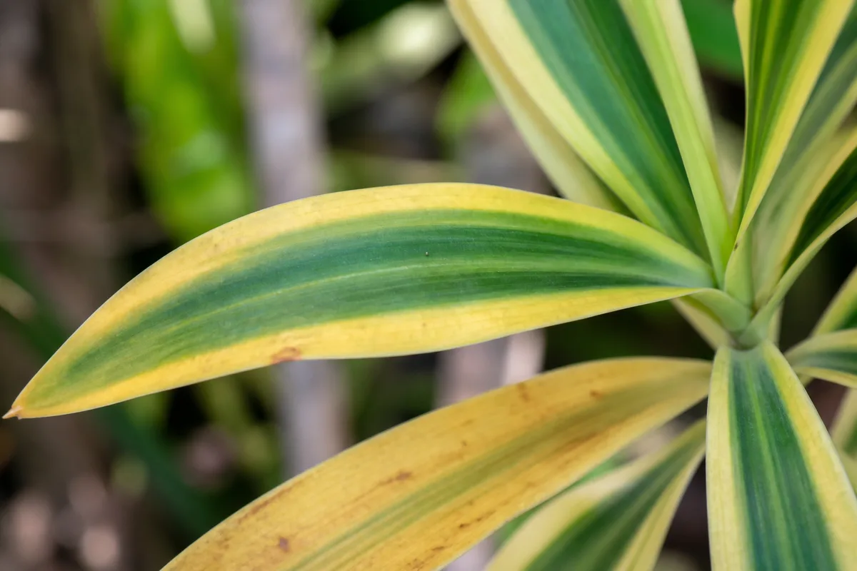 Close-up of Yellow Leaves on Song of India - diagnostic detail