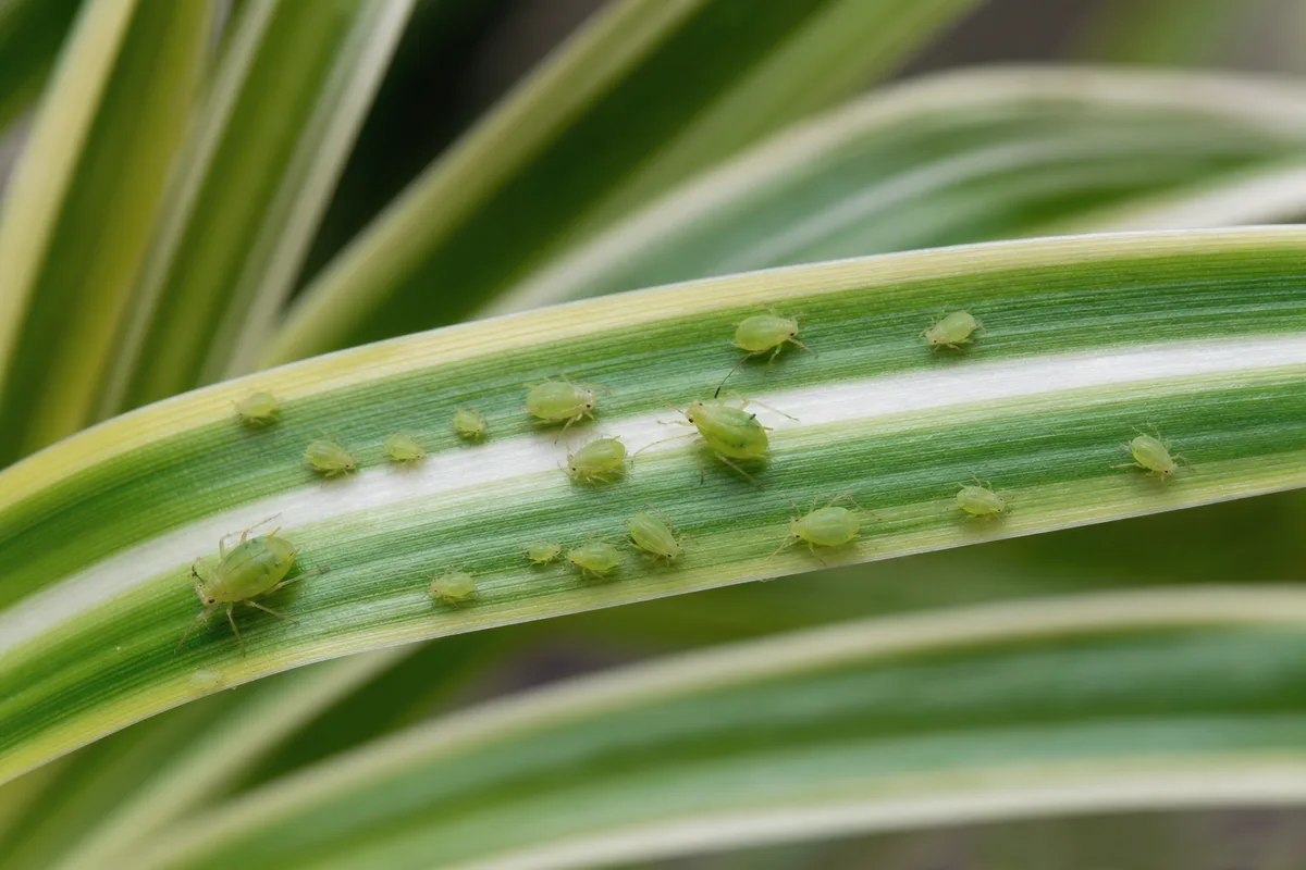 Close-up of Aphids on Spider Plant - diagnostic detail