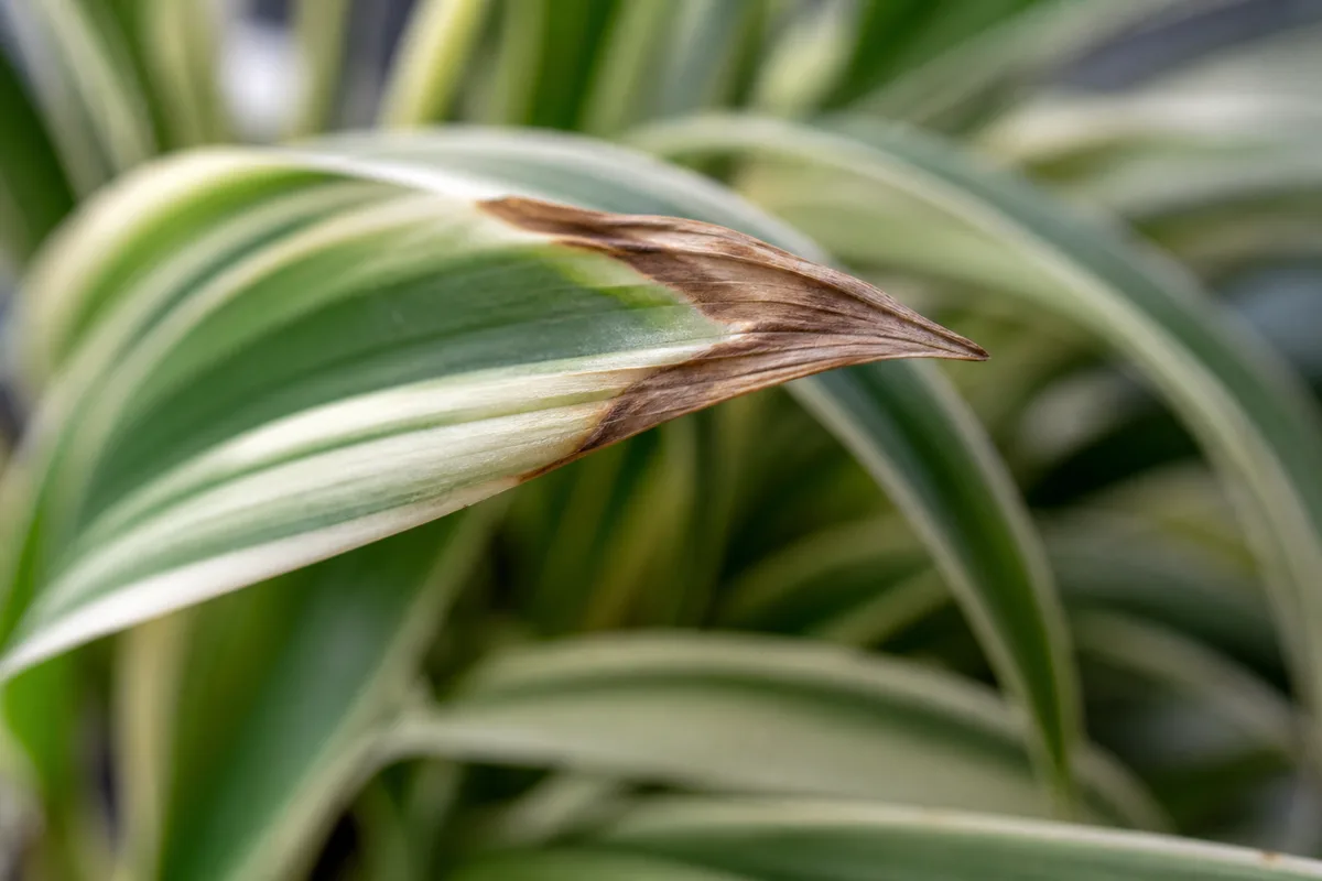 Brown leaf tips on a variegated spider plant after hard tap water; new growth stayed clean after switching to filtered water for three weeks