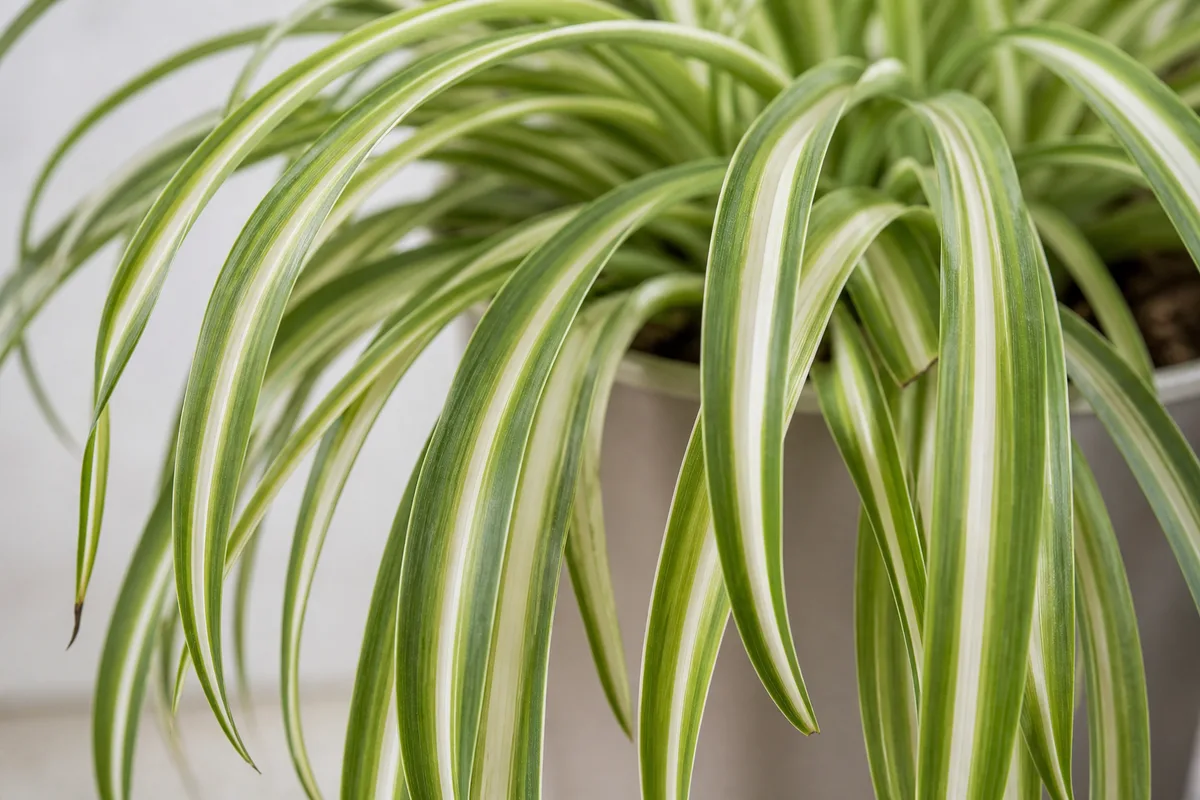 Close-up of Drooping Leaves on Spider Plant - diagnostic detail