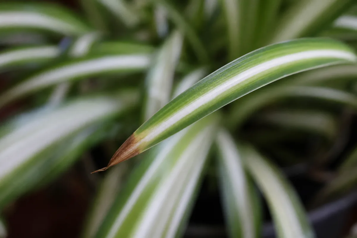 Close-up of Low Humidity on Spider Plant - diagnostic detail