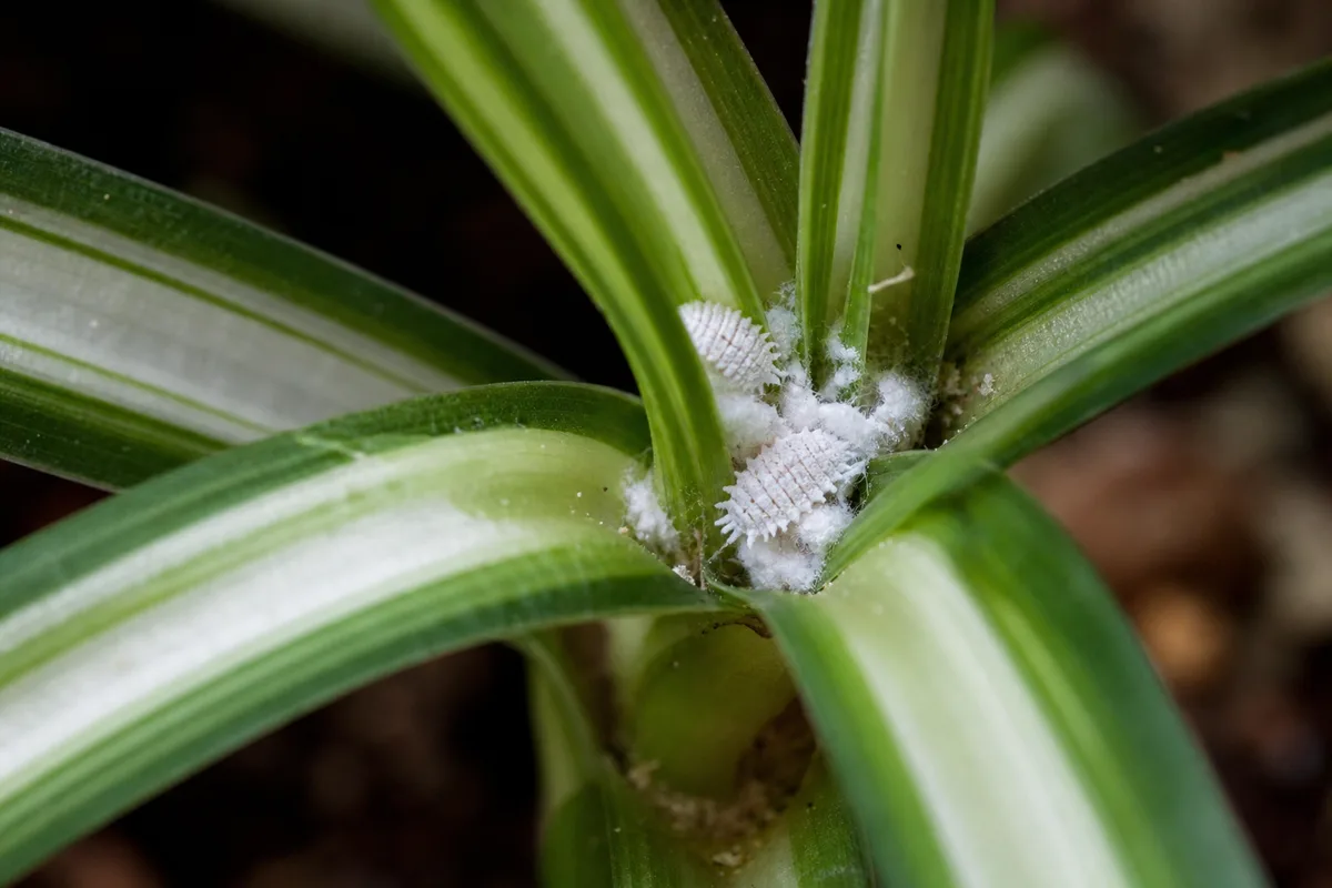 Cottony mealybug clusters at the base of spider plant leaves—early sign to inspect before runners spread pests to plantlets
