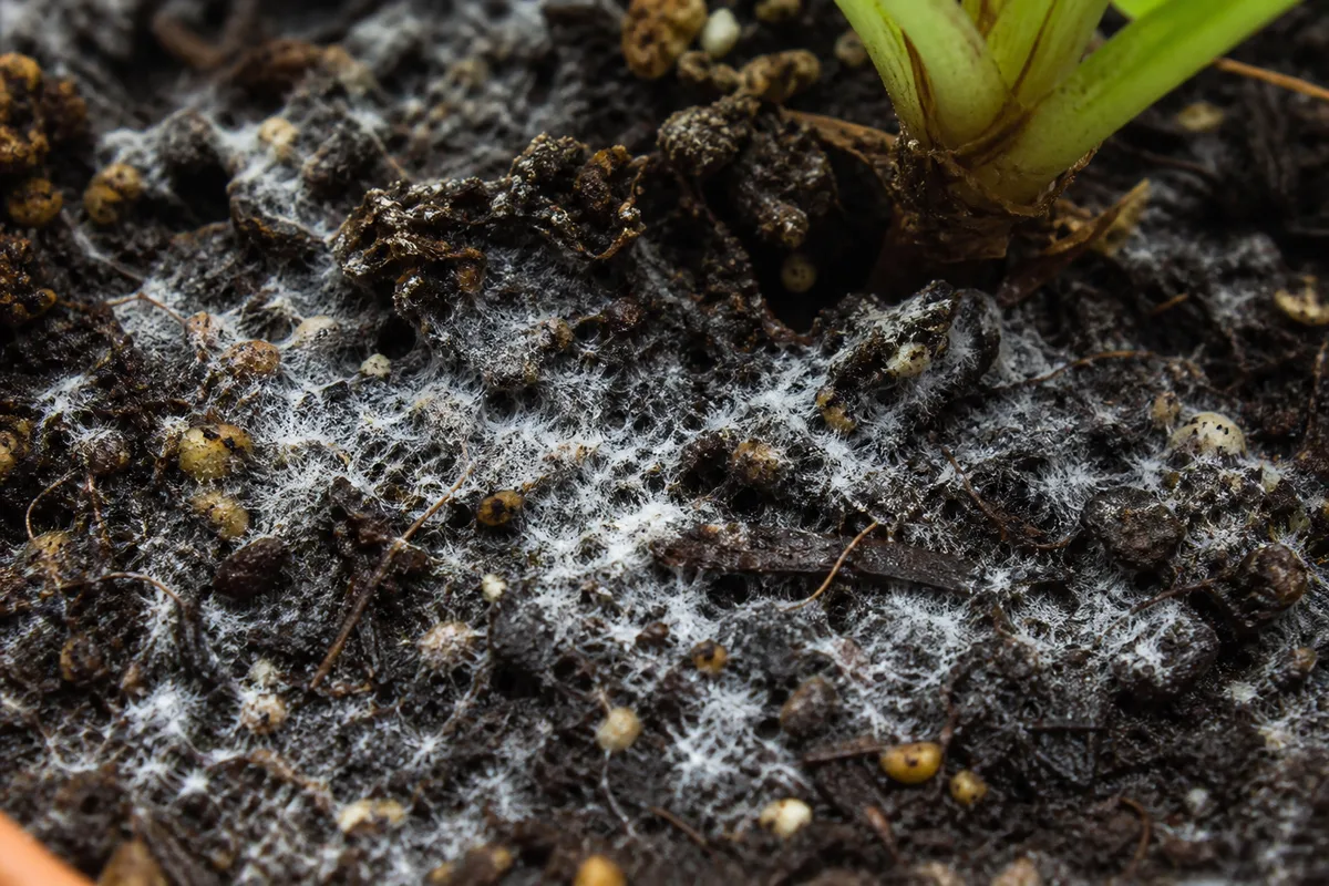 Close-up of Mold on Soil on Spider Plant - diagnostic detail