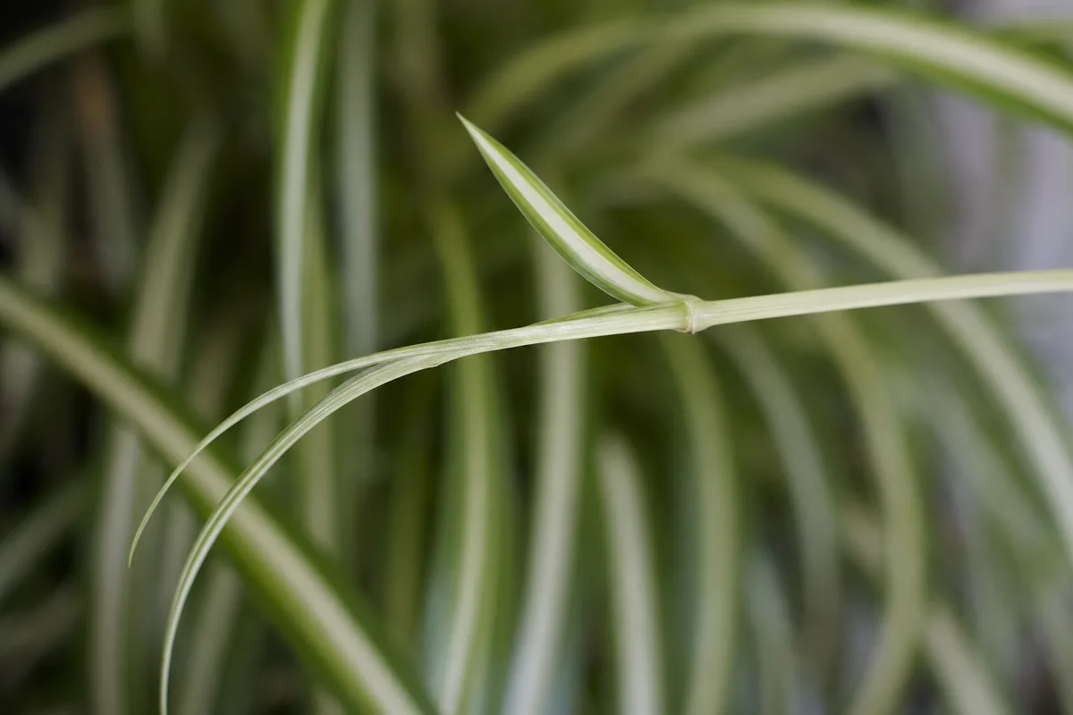 Close-up of Not Enough Light on Spider Plant - diagnostic detail