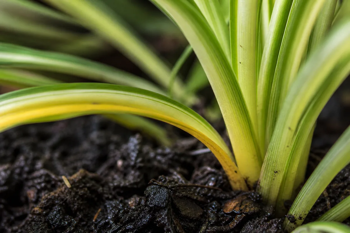Close-up of Overwatering on Spider Plant - diagnostic detail