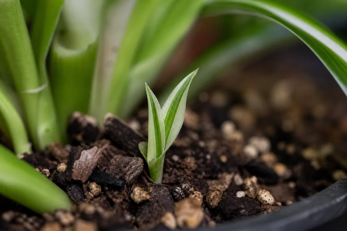 Close-up of Slow Growth on Spider Plant - diagnostic detail