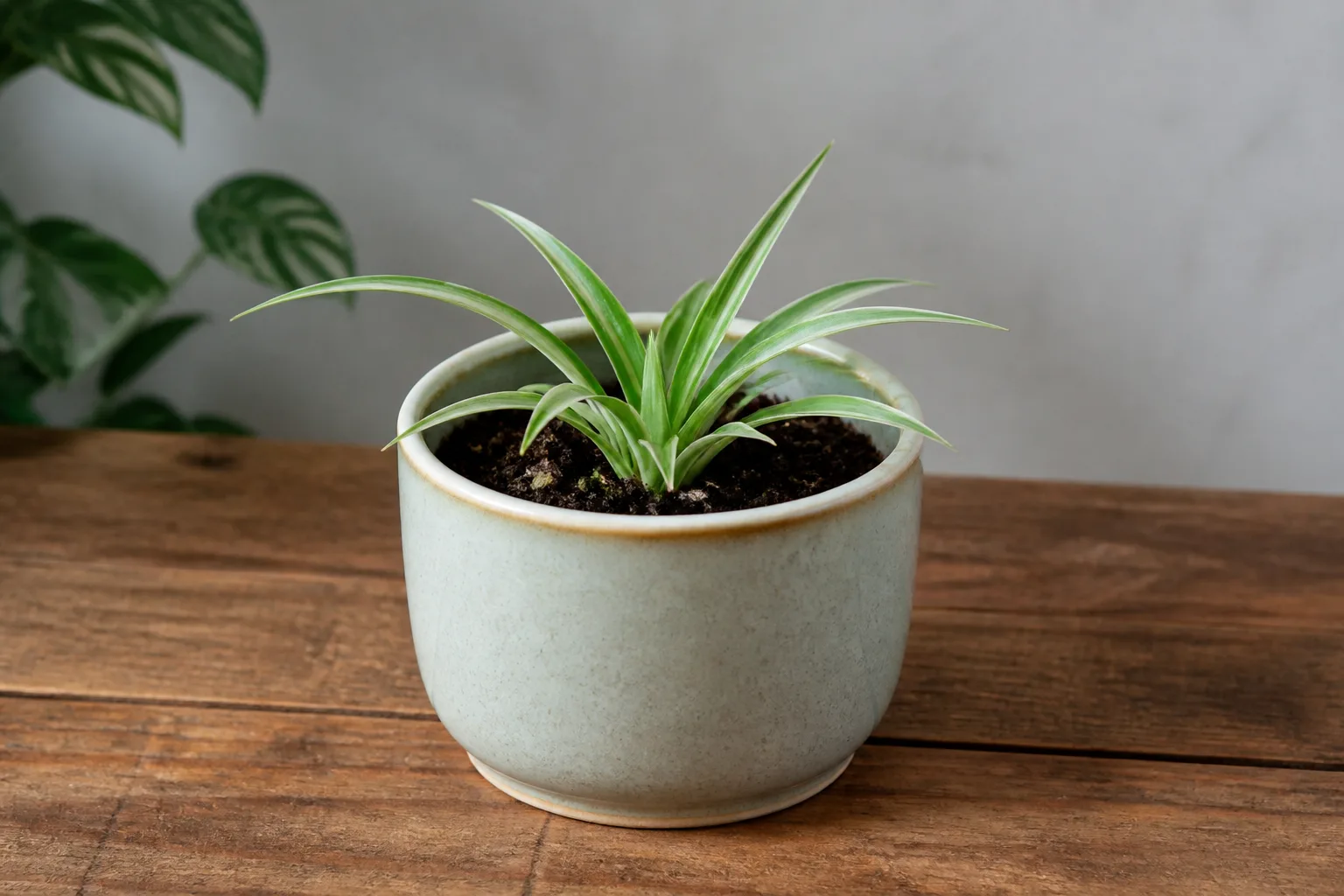 Slow Growth on Spider Plant - visible symptom on the plant