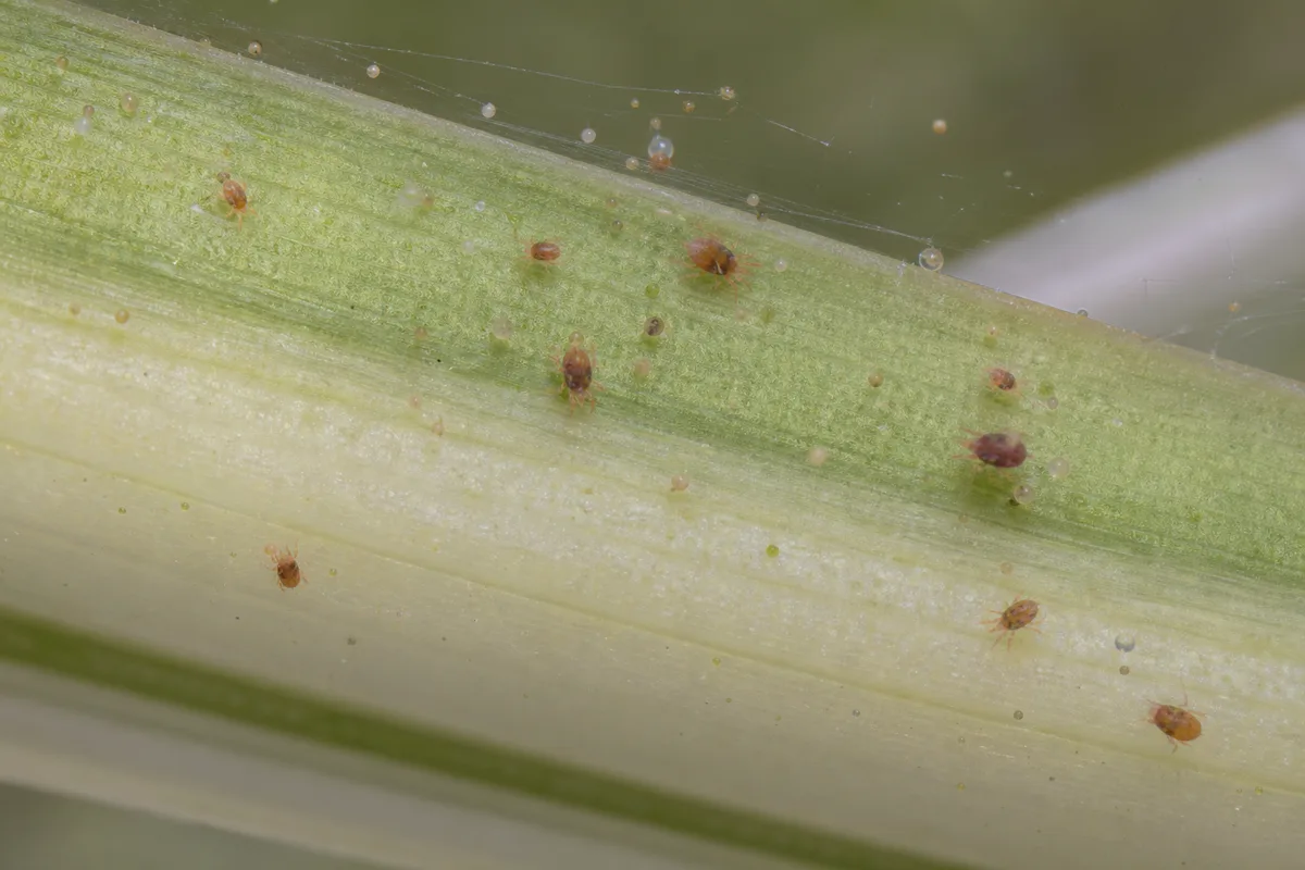 Close-up of Spider Mites on Spider Plant - diagnostic detail