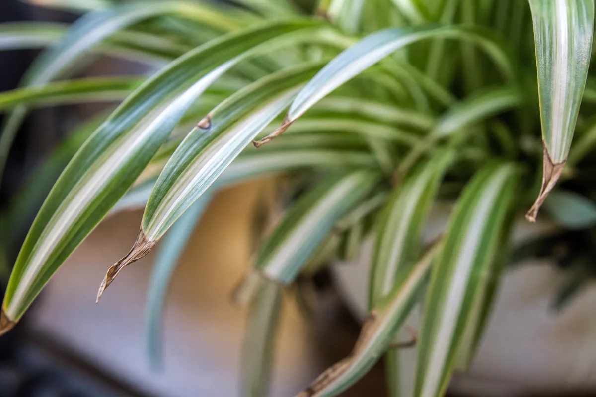 Close-up of Underwatering on Spider Plant - diagnostic detail